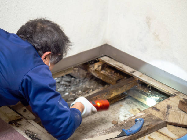 Best Black Mold Removal  in Waupaca, WI