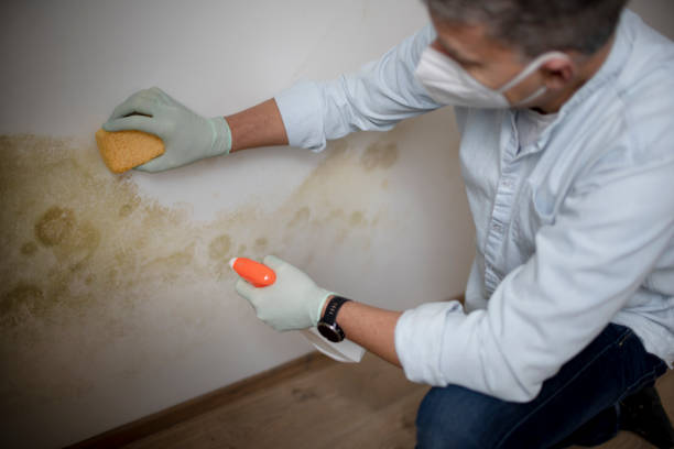 Best Commercial Mold Removal  in Waupaca, WI