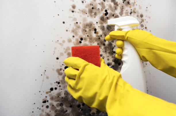 Best Mold Testing  in Waupaca, WI